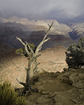 Rim Tree, Grand Canyon